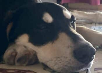 Pula, lotta al randagismo: una giornata di microchippatura gratuita