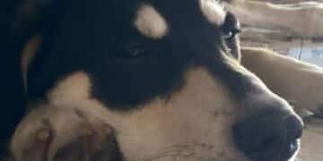 Pula, lotta al randagismo: una giornata di microchippatura gratuita