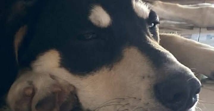 Pula, lotta al randagismo: una giornata di microchippatura gratuita