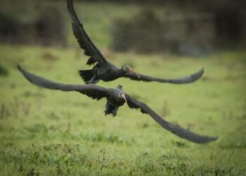 Avvistati tra Oniferi e Orani gli Ibis eremita