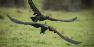 Avvistati tra Oniferi e Orani gli Ibis eremita