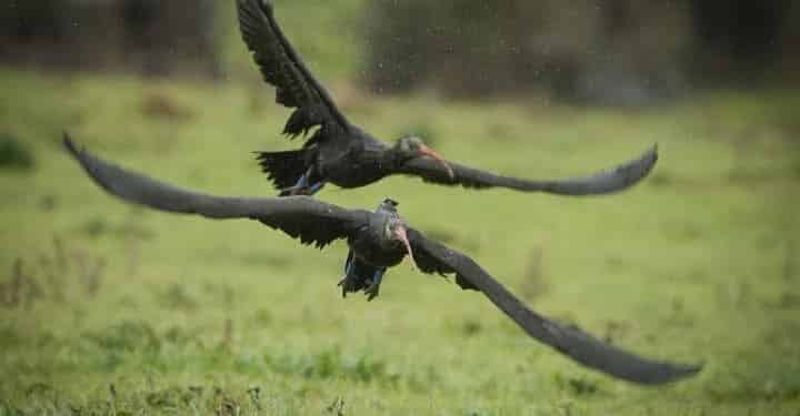 Avvistati tra Oniferi e Orani gli Ibis eremita