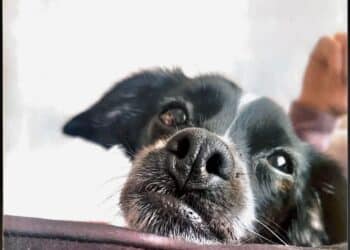 Gonnesa, una cagnolina salvata dai maltrattamenti muore a causa dei fuochi d’artificio: petizione anti botti