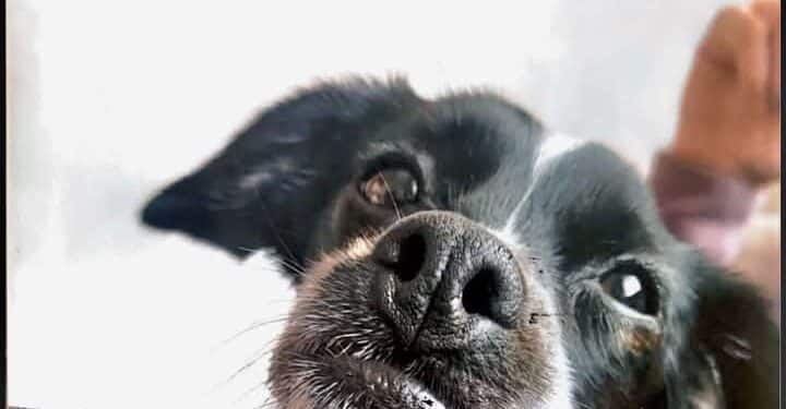 Gonnesa, una cagnolina salvata dai maltrattamenti muore a causa dei fuochi d’artificio: petizione anti botti