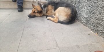 Prende il treno e scende a Cagliari, viaggio fuori paese per una cagnolona di Decimomannu