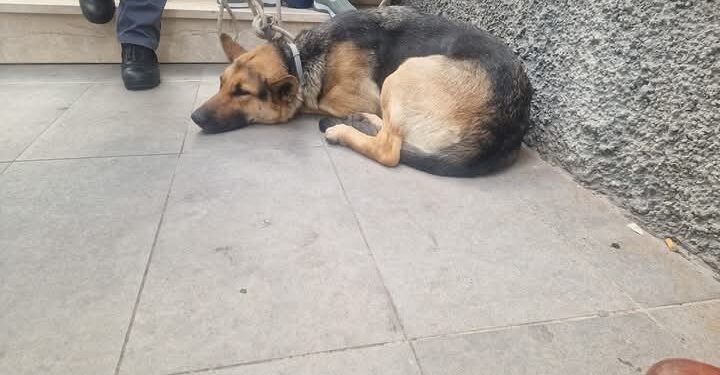 Prende il treno e scende a Cagliari, viaggio fuori paese per una cagnolona di Decimomannu