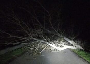 Arborea, il vento butta giù un albero: strada bloccate per tutta la notte