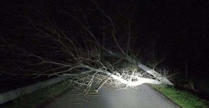 Arborea, il vento butta giù un albero: strada bloccate per tutta la notte
