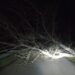 Arborea, il vento butta giù un albero: strada bloccate per tutta la notte
