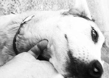 Iglesias, la comunità non dimentica Macchia e spera nel miracolo di Natale