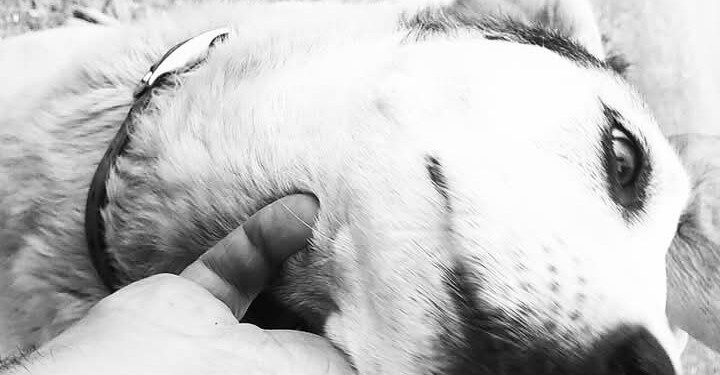 Iglesias, la comunità non dimentica Macchia e spera nel miracolo di Natale