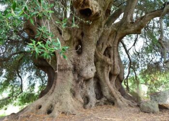 L’olivastro di Sa Tanca Manna è ancora monumentale