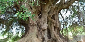 L’olivastro di Sa Tanca Manna è ancora monumentale
