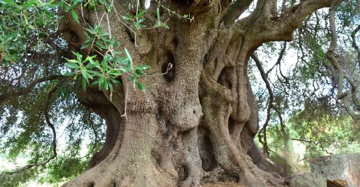 L’olivastro di Sa Tanca Manna è ancora monumentale