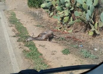 Cervi che attraversano la strada: dissuasori luminosi e recinzioni ma molti Comuni sono esclusi