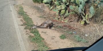 Cervi che attraversano la strada: dissuasori luminosi e recinzioni ma molti Comuni sono esclusi
