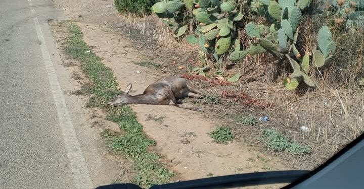 Cervi che attraversano la strada: dissuasori luminosi e recinzioni ma molti Comuni sono esclusi