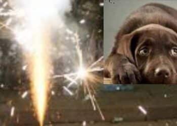 Capoterra vieta l’utilizzo di fuochi d’artificio e petardi senza successo