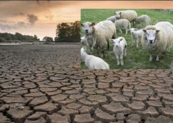 Capoterra, fuori dall’elenco Laore per gli indennizzi per l’emergenza idrica, allevatori disperati: “Ci stiamo togliendo il pane dalla bocca per dare da mangiare al bestiame”