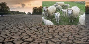 Capoterra, fuori dall’elenco Laore per gli indennizzi per l’emergenza idrica, allevatori disperati: “Ci stiamo togliendo il pane dalla bocca per dare da mangiare al bestiame”