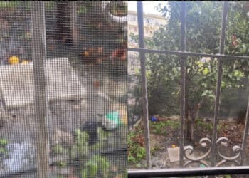 Cagliari, topi, blatte e “fogne che traboccano”: “Impossibile aprire le finestre perché la puzza è troppo forte”