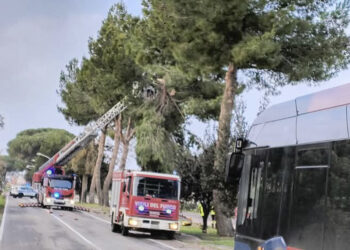 Cade un albero tra Decimomannu e Assemini: viabilità chiusa momentaneamente al traffico