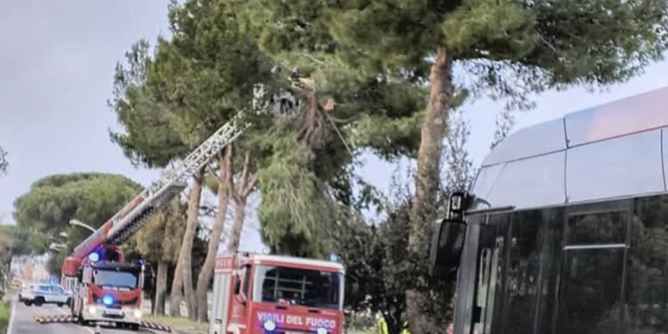 Cade un albero tra Decimomannu e Assemini: viabilità chiusa momentaneamente al traffico