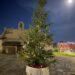 Anche a Flumini si accende il Natale: piazzati due nuovi pini al parco Parodi e a Is Pardinas