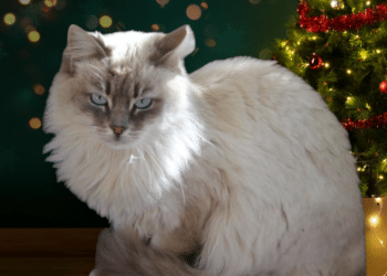 Radio Zampetta Sarda, adozione del cuore per Charlotte