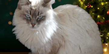 Radio Zampetta Sarda, adozione del cuore per Charlotte