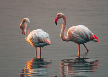 Cagliari, la Laguna di Santa Gilla all’alba nella foto di Andrea Mascia