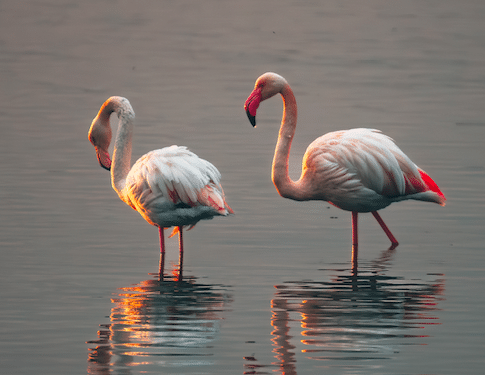 Cagliari, la Laguna di Santa Gilla all’alba nella foto di Andrea Mascia