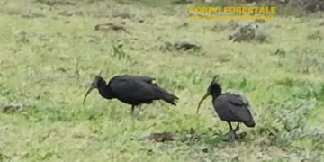 Avvistamento straordinario in Sardegna: due esemplari di Ibis eremita a Nuoro -VIDEO