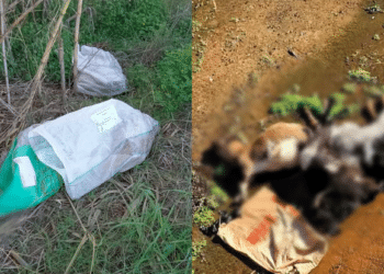 Orrore a Maracalagonis e Monastir, caprette e conigli rinvenuti morti