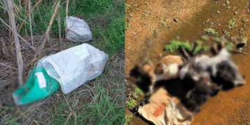 Orrore a Maracalagonis e Monastir, caprette e conigli rinvenuti morti