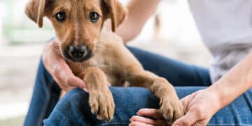 A Quartu migliora il benessere animale: nel 2024 100 microchippature e 160 sterilizzazioni tra cani e gatti