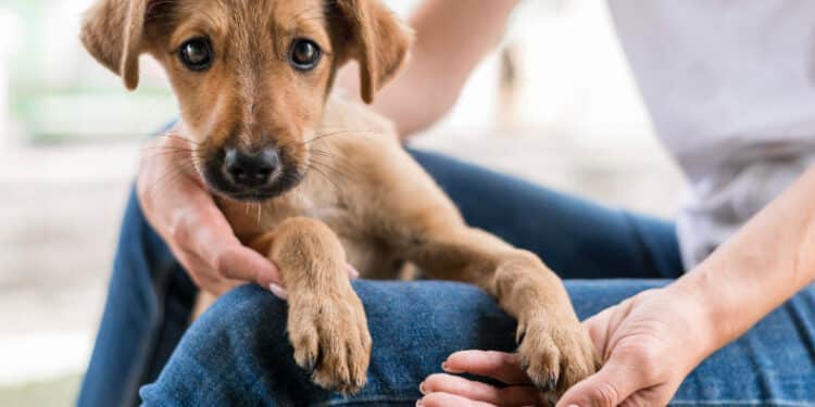 A Quartu migliora il benessere animale: nel 2024 100 microchippature e 160 sterilizzazioni tra cani e gatti