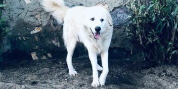 Selargius, cani di grossa taglia vagabondano per le strade di Su Planu: “Temiamo di essere aggrediti”