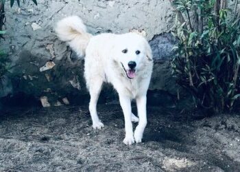 A Su Planu 3 cani liberi di vagabondare in giro per il quartiere