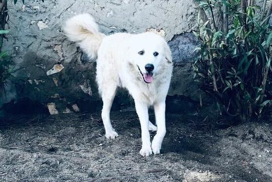 A Su Planu 3 cani liberi di vagabondare in giro per il quartiere