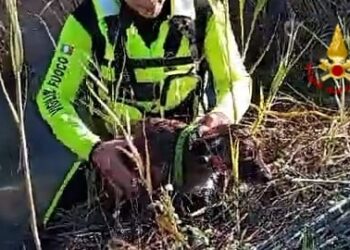 Salvato dai vigili del fuoco di Cagliari un cagnolino finito nel canneto sulla 387