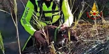 Salvato dai vigili del fuoco di Cagliari un cagnolino finito nel canneto sulla 387