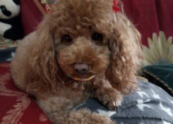 Domenica 22 dicembre in piazza Garibaldi a Cagliari torna la carica dei 101 barboncini