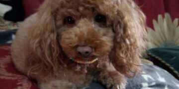 Domenica 22 dicembre in piazza Garibaldi a Cagliari torna la carica dei 101 barboncini