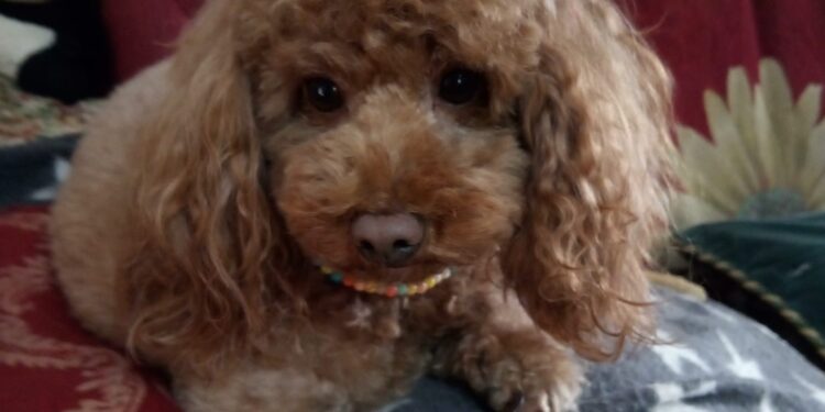 Domenica 22 dicembre in piazza Garibaldi a Cagliari torna la carica dei 101 barboncini