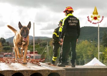 Unità operative speciali per i vigili del fuoco: Simo, Hermione e Joy, i tre nuovi cani addestrati del Nucleo Cinofilo
