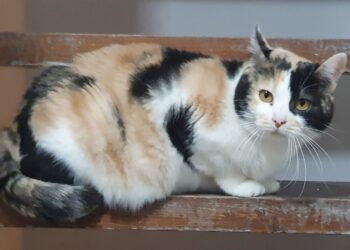 Radio Zampetta sarda vi propone l’adozione del cuore per Sara