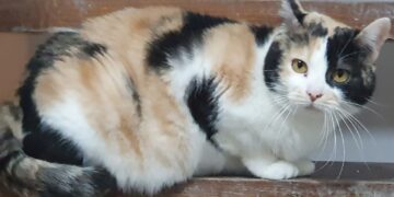 Radio Zampetta sarda vi propone l’adozione del cuore per Sara