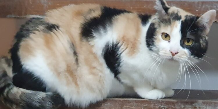 Radio Zampetta sarda vi propone l’adozione del cuore per Sara