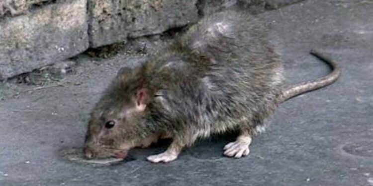 Villasimius infestata dai topi, scuole di nuovo chiuse e genitori in rivolta